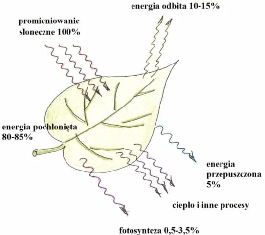 Fotosynteza - co to i jakie są jej produkty? Krótkie wyjaśnienie