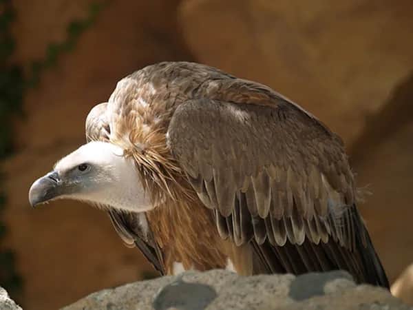 Sępy w Polsce - Poznaj wszystkie gatunki tych drapieżnych ptaków