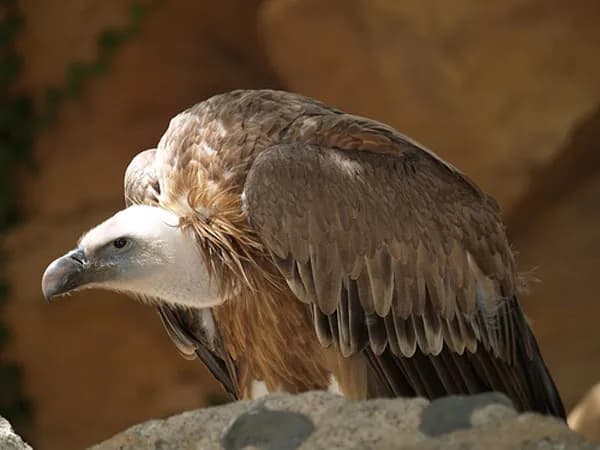 Sępy w Polsce - Poznaj wszystkie gatunki tych drapieżnych ptaków