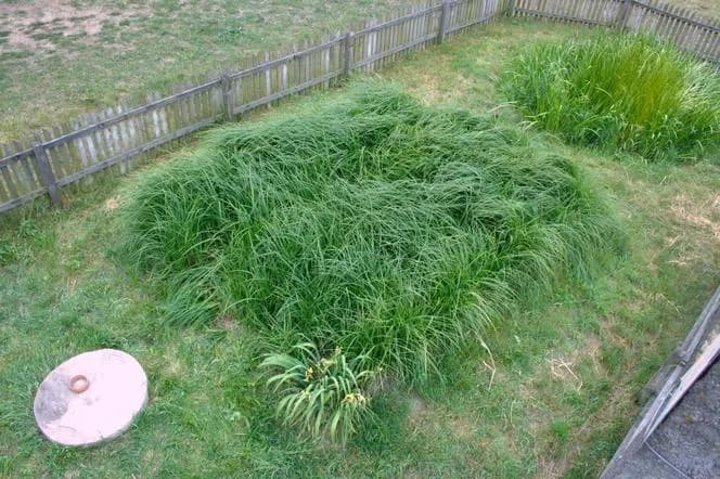 Oczyszczalnie hydrofitowe: wszystko co musisz wiedzieć przed budową