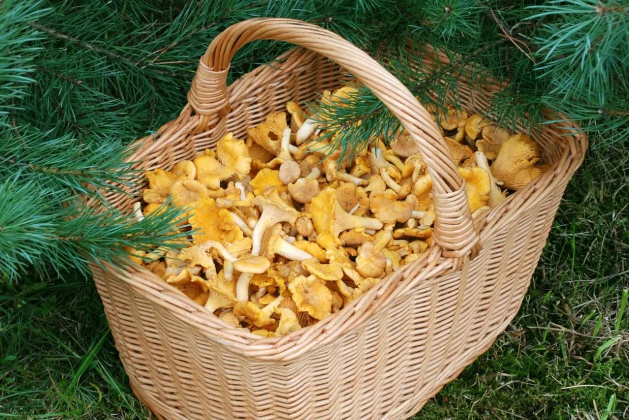 Nowy pomysł w Łodzi: wykorzystanie grzybów.