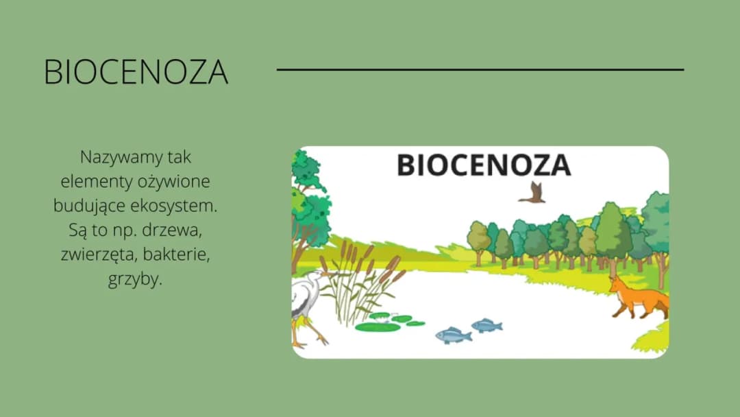 Co to jest ekosystem? Definicja i czym się charakteryzuje ten układ przyrodniczy