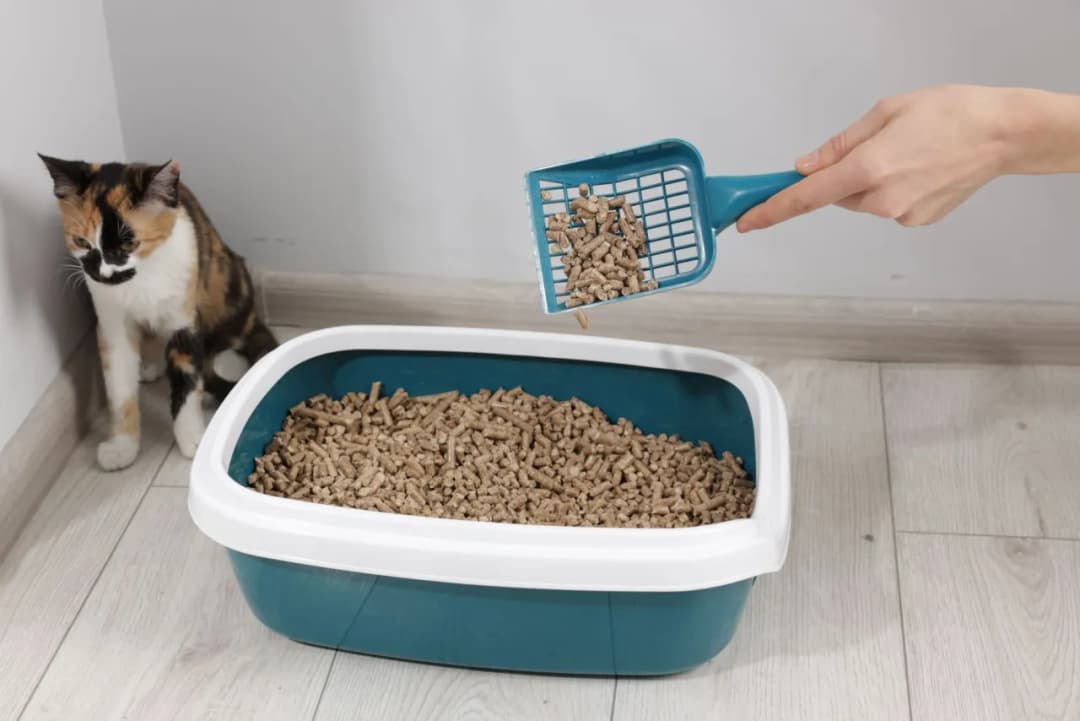 Najczęstsze błędy przy wyborze kuwety i jak ich uniknąć